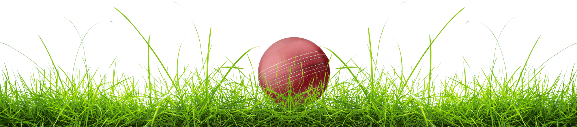 Cricket Cricket