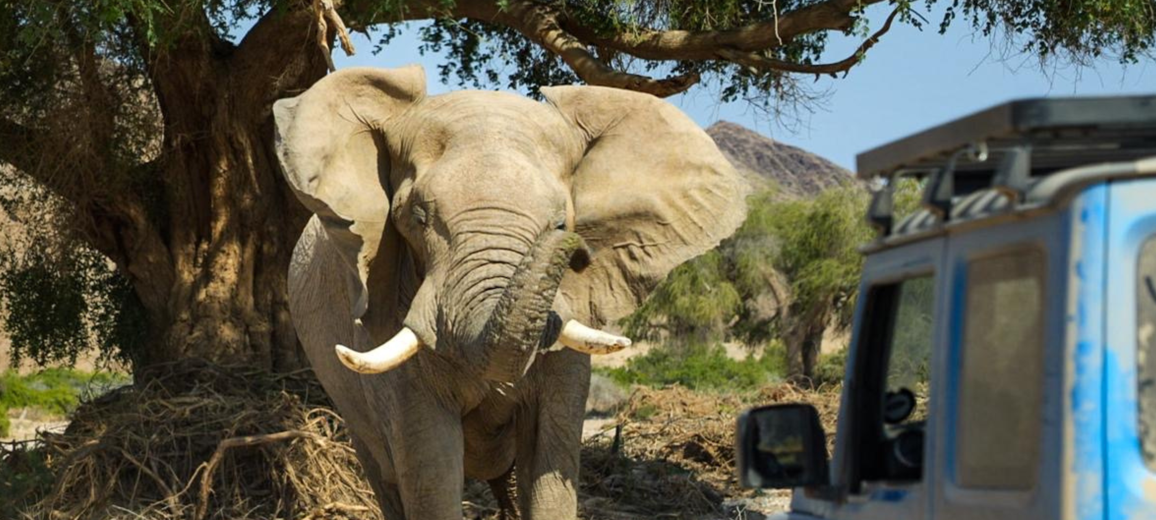 Suzuki Safari slider images  (1)