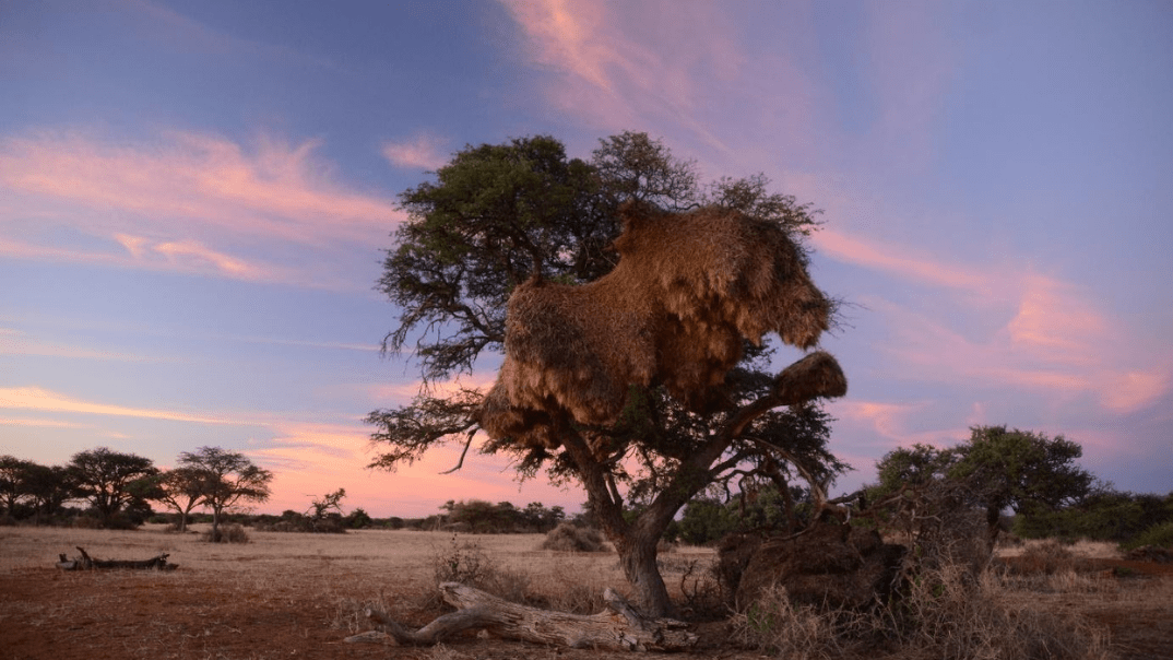 Kalahari Endangered Ecosystem Project