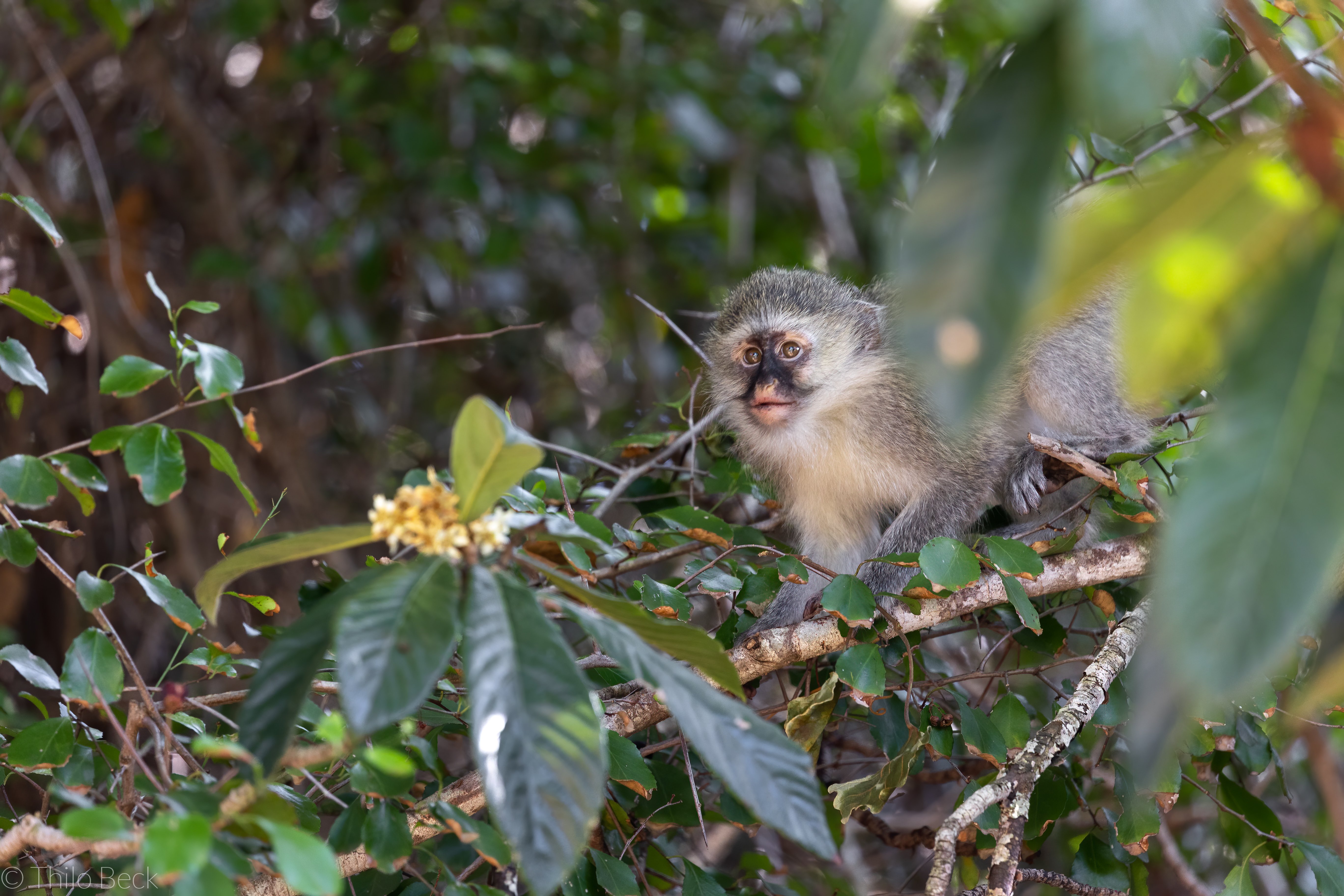 Exploring the natural wonder of the Garden Route