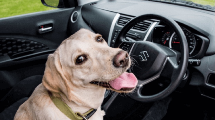 [UPDATE] 10 tips for a fun family road trip with your pets